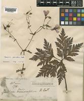Geranium palmatum Cav. [family GERANIACEAE]