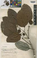 Type of Sarcocephalus ovatus Elmer [family RUBIACEAE]