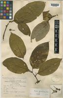 Nauclea officinalis (Pierre ex Pit.) Merr. & Chun [family RUBIACEAE]