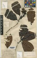 Neonauclea brassii S.Moore [family RUBIACEAE]