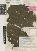 Holotype of Neonauclea artocarpoides Ridsdale [family RUBIACEAE]