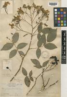 Rosa filipes Rehder & E.H.Wilson [family ROSACEAE]
