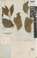 Blepharistemma membranifolium (Miq.) Ding Hou [family RHIZOPHORACEAE]