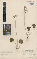 Primula gagnepainii Petitm. [family PRIMULACEAE]
