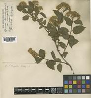 Spiraea miyabei Koidzumi [family ROSACEAE]