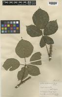 Rubus apiculatus Weihe & Nees ex Bluff & Fingerh. [family ROSACEAE]