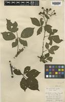 Rubus mercicus E.Bagnall [family ROSACEAE]