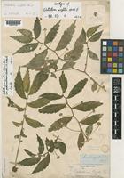 Holotype of Elatostema wightii Hook.f. [family URTICACEAE]
