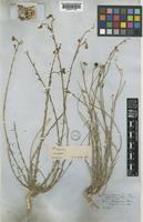 Syntype of Linum stocksianum Boiss. [family LINACEAE]