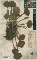 Trapa natans L. var. bispinosa (Roxb.) Makino [family TRAPACEAE]