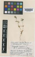 Anagallis arvensis L. subsp. foemina (Mill.) Schinz & Thell. ex Schinz & R.Keller [family PRIMULACEAE]