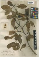 Type of Crataegus pubescens C.Presl f. stipulacea Stapf [family ROSACEAE]