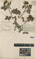 Rosa spinosissima L. [family ROSACEAE]