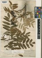 Sorbus amurensis Koehne [family ROSACEAE]