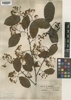 Type of Photinia beauverdiana C.K.Schneid. var. notabilis Rehder & Wilson Rehder & Wilson [family ROSACEAE]