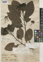 Isotype of Photinia integrifolia Lindl. var. sublanceolata Miq. [family ROSACEAE]