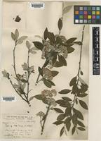 Cotoneaster turbinatus Craib [family ROSACEAE]