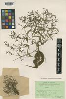 Isotype of Hedyotis pahompokae Fukuoka [family RUBIACEAE]