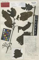 Isotype of Aidia waugia Ridsdale [family RUBIACEAE]