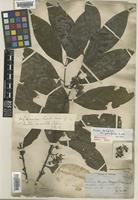 Isolectotype of Randia densiflora (Wall.) Benth. var. parvifolia King & Gamble [family RUBIACEAE]
