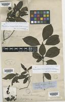 Alleizettella leucocarpa (Champ. ex Benth.) Tirveng. [family RUBIACEAE]