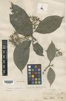 Type of Pavetta mirabilis Bremek. [family RUBIACEAE]
