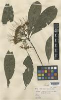 Pavetta aspera Craib [family RUBIACEAE]