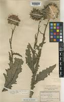 topo of Carduus nutans L. subsp. leiophyllus [family COMPOSITAE]