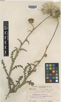 Carduus hamulosus Ten. subsp. uncinatus (M.Bieb.) Elenevsky & Derv.-Sok. [family COMPOSITAE]