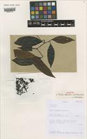 Holotype of Aidia abeidii S.E.Dawson & Gereau [family RUBIACEAE]