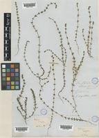 Galium virgatum Nutt. [family RUBIACEAE]