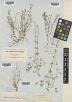 Galium setaceum Lam. [family RUBIACEAE]