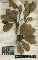 Palaquium rubiginosum (Thwaites) Engl. [family SAPOTACEAE]