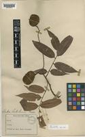 Crudia scortechinii Prain [family LEGUMINOSAE-CAESALPINIOIDEAE]