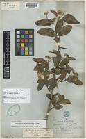 Crataegus mexicana Moc. & Sessé ex DC. [family ROSACEAE]