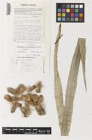 Isotype of Pandanus latiloculatus Huynh [family PANDANACEAE]