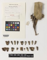 Isotype of Pandanus amphitrios St.John [family PANDANACEAE]