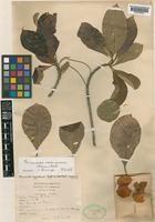 Terminalia calamansanay Rolfe [family COMBRETACEAE]