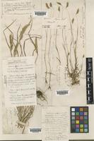 Cynosurus elegans Desf. [family POACEAE]