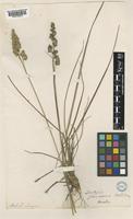 Dactylis glomerata L. [family POACEAE]