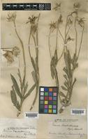 Jurinea trautvetteriana Regel & Schmalh. [family COMPOSITAE]