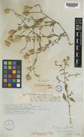 Oligochaeta divaricata (Fisch. & C.A.Mey.) K.Koch [family COMPOSITAE]