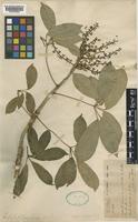 Schefflera alongensis R.Vig. [family ARALIACEAE]