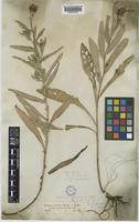 Centaurea debeauxii Godr. & Gren. subsp. endressii (Hochst. & Steud. ex Lamotte) Dostál [family COMPOSITAE]