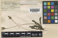 Leontodon taraxacoides (Vill.) Mérat subsp. taraxacoides (Vill.) Mérat [family COMPOSITAE]