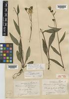 Paratype of Hieracium pseudoprotractum Pugsley [family COMPOSITAE]