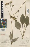 Hieracium dasythrix (E.F.Linton) Pugsley [family COMPOSITAE]