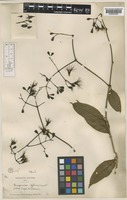 Syzygium diffusum (Turrill) Merr. & L.M.Perry [family MYRTACEAE]
