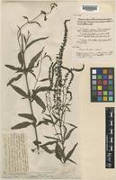 Veronica longifolia L. [family PLANTAGINACEAE]