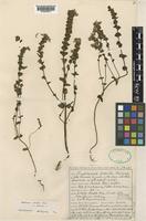 Euphrasia arctica Lange subsp. borealis (Towns.) Yeo [family OROBANCHACEAE]